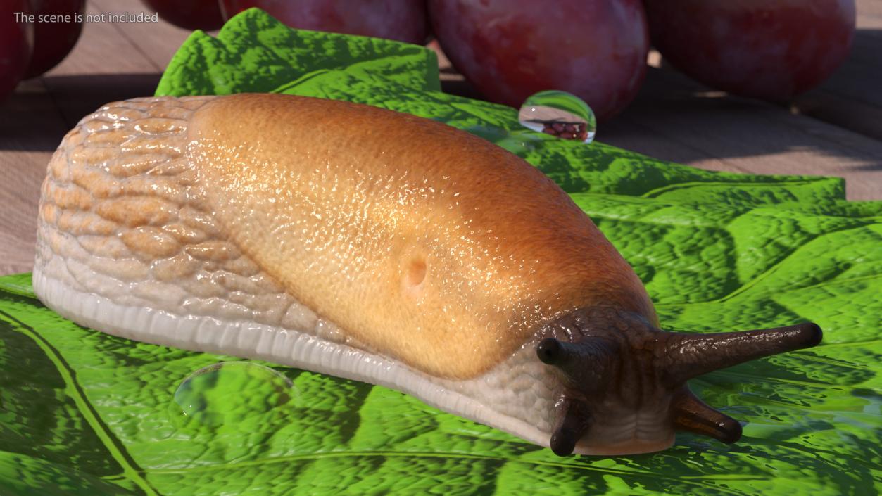 3D Spanish Slug Rigged for Cinema 4D model