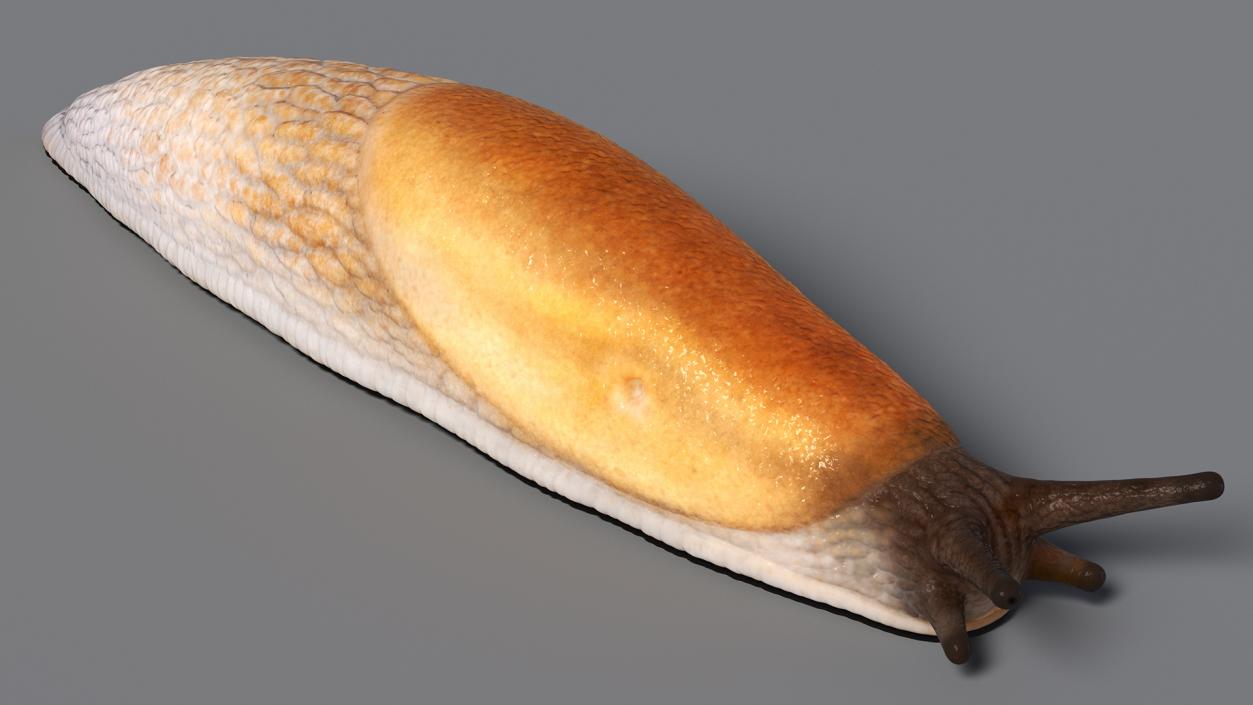 3D Spanish Slug Rigged for Cinema 4D model