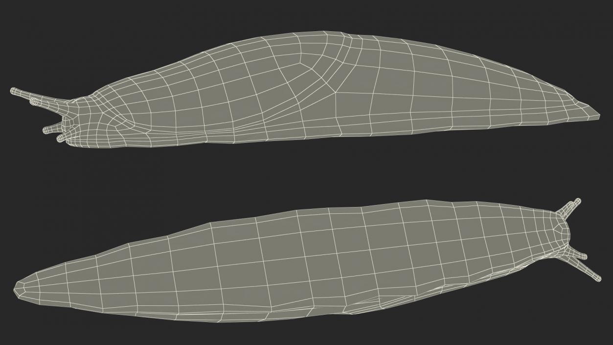 3D Spanish Slug Rigged for Cinema 4D model