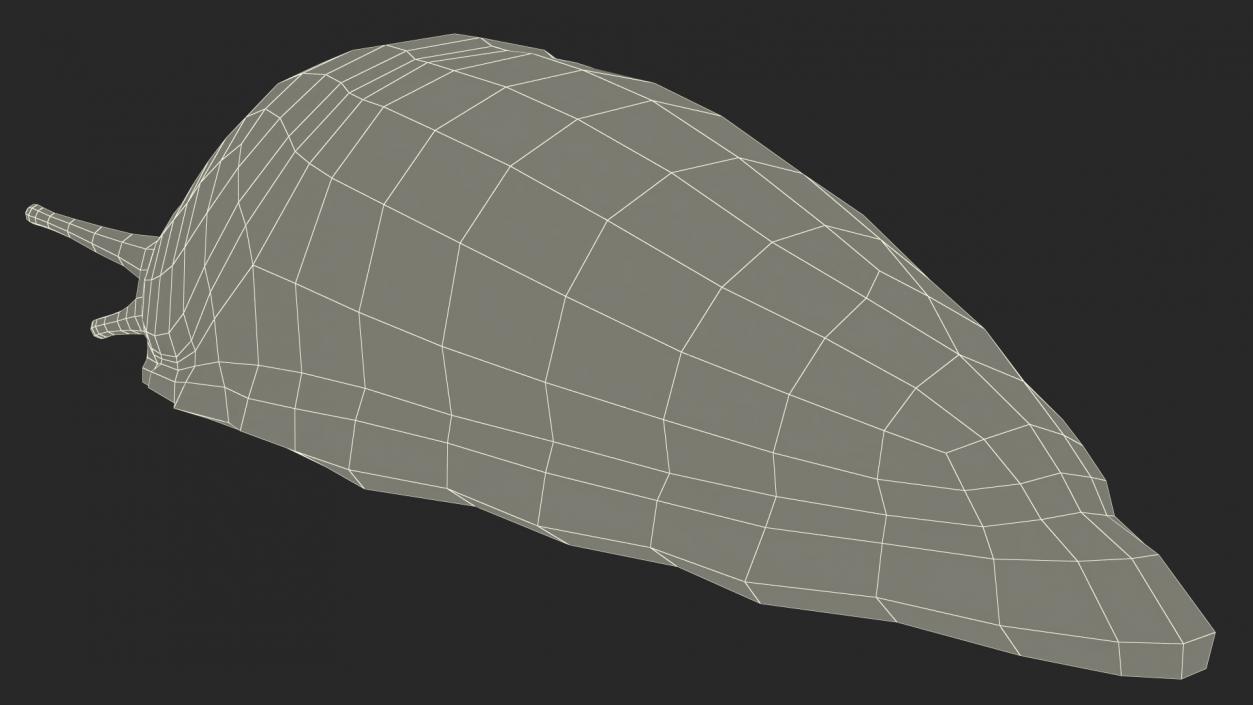 3D Spanish Slug Rigged for Cinema 4D model