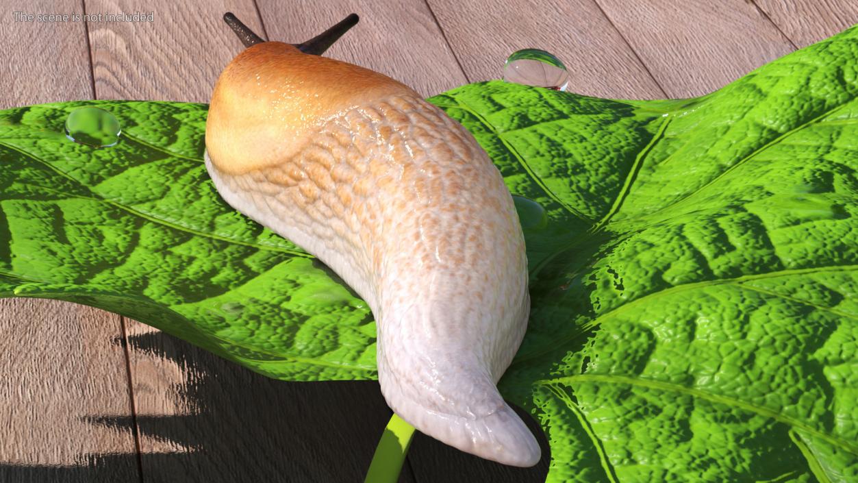 3D Spanish Slug Rigged for Cinema 4D model