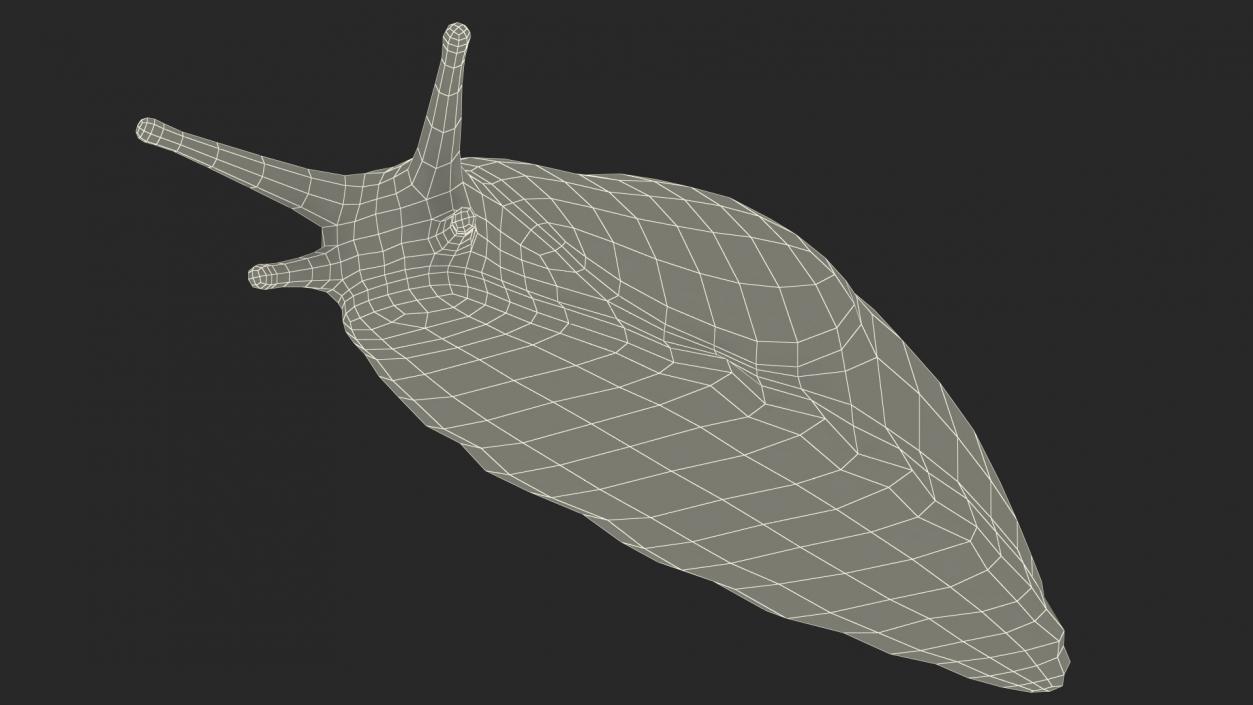 3D Spanish Slug Rigged for Cinema 4D model