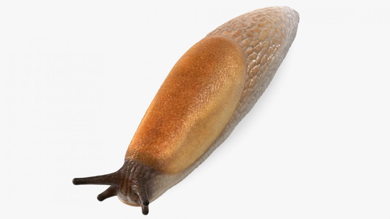 3D Spanish Slug Rigged for Cinema 4D model