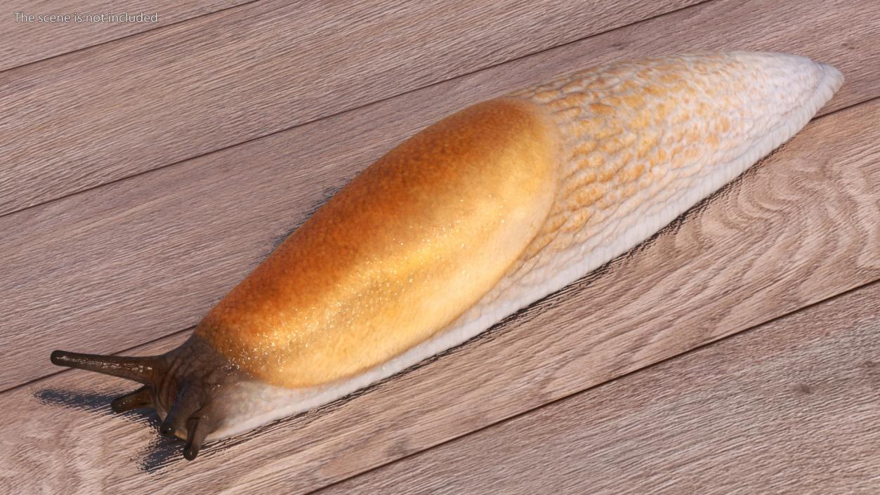 3D Spanish Slug Rigged for Cinema 4D model