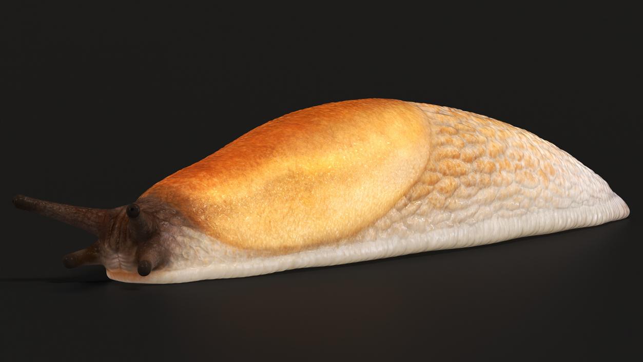 3D Spanish Slug Rigged for Cinema 4D model