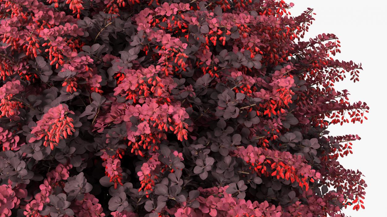 Bushes Collection 8 3D model