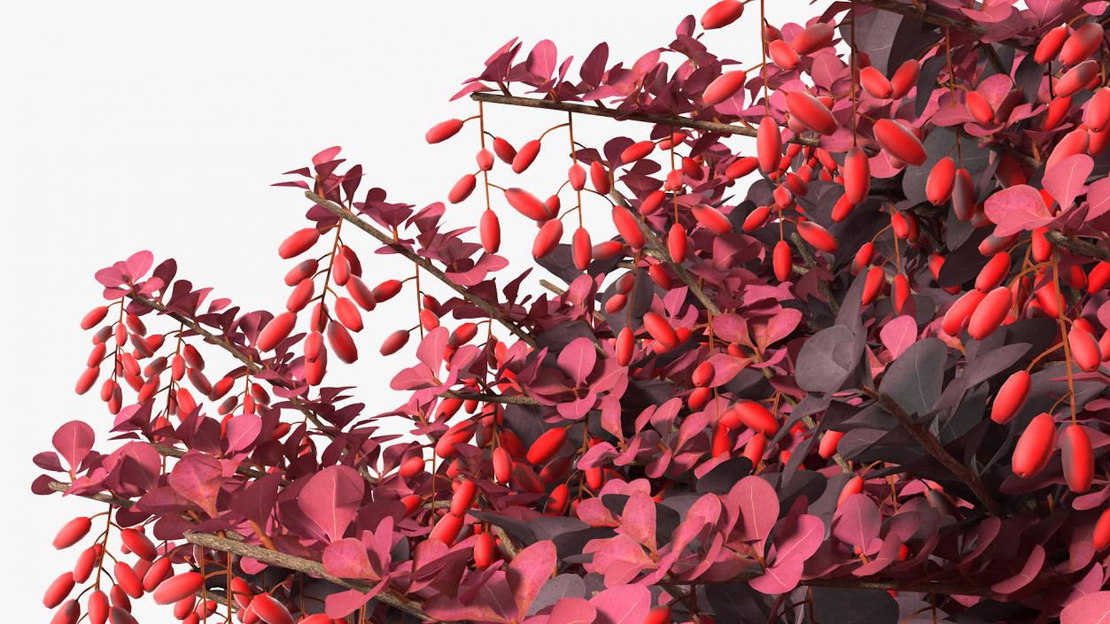 Bushes Collection 8 3D model