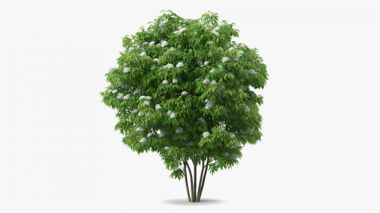 Bushes Collection 8 3D model