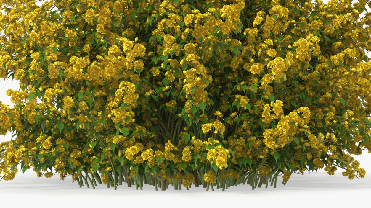 Bushes Collection 8 3D model