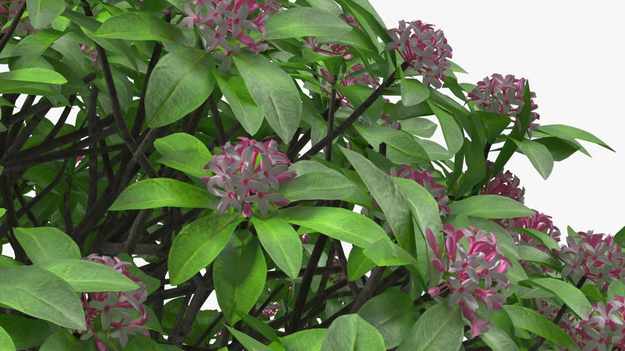 Bushes Collection 8 3D model