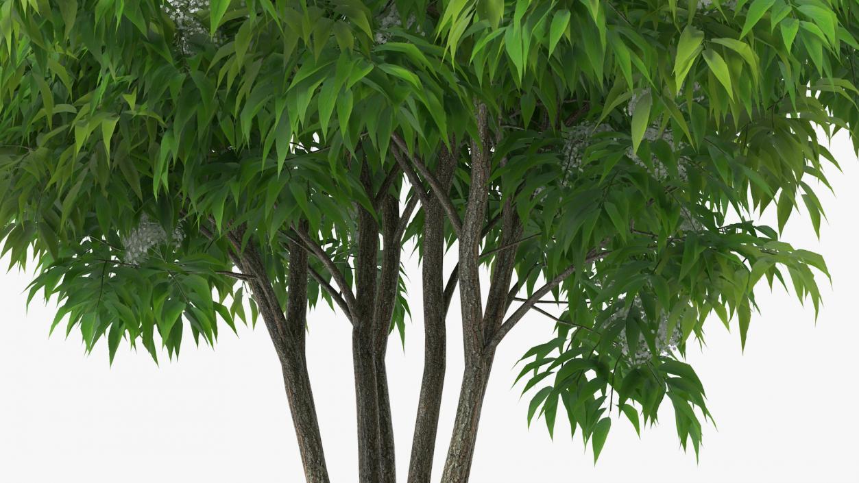 Bushes Collection 8 3D model