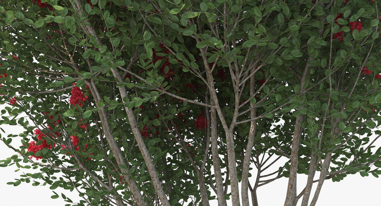 Bushes Collection 8 3D model