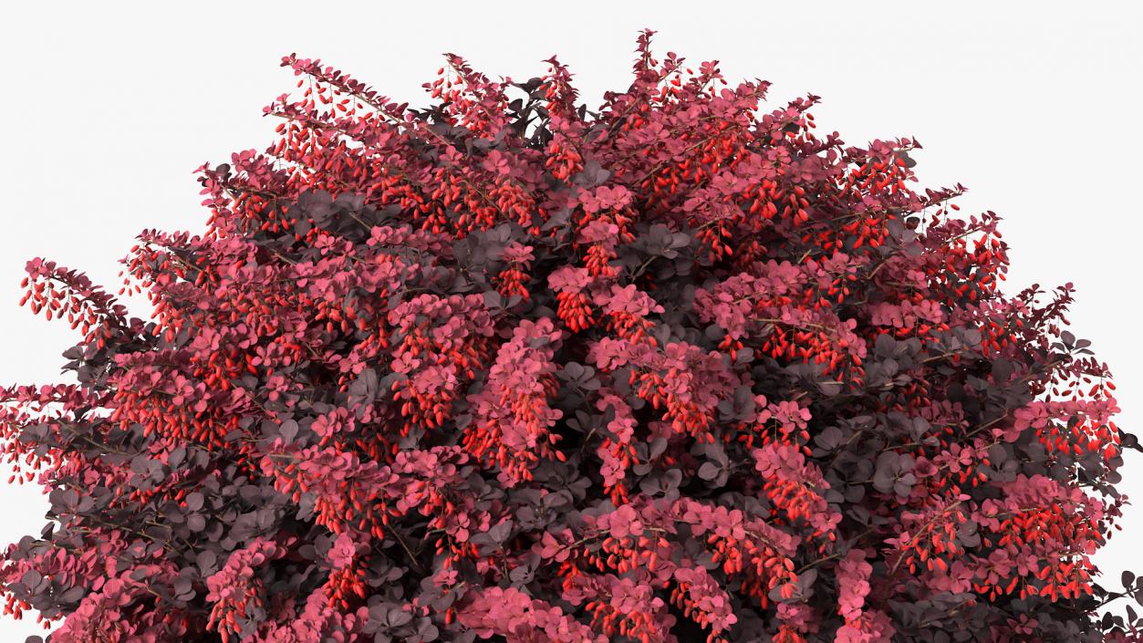 Bushes Collection 8 3D model