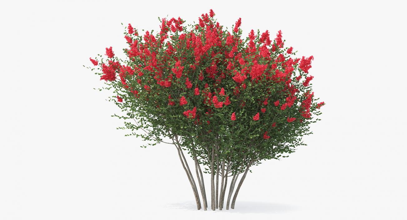 Bushes Collection 8 3D model