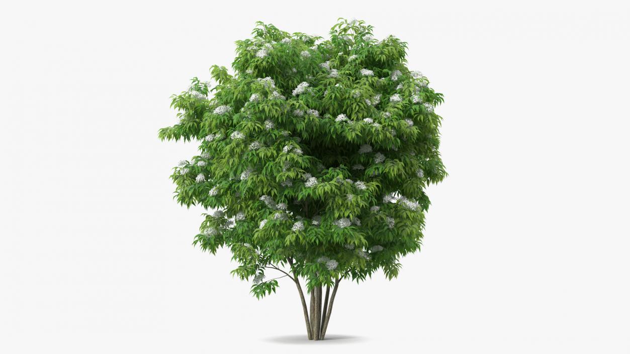 Bushes Collection 8 3D model