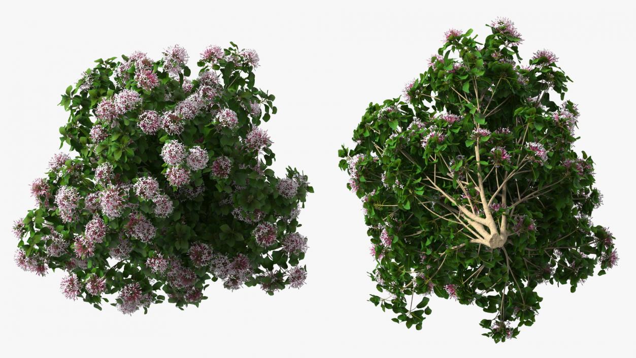 Bushes Collection 8 3D model