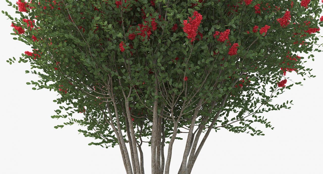 Bushes Collection 8 3D model