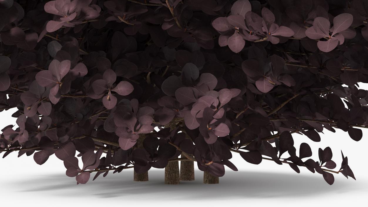 Bushes Collection 8 3D model