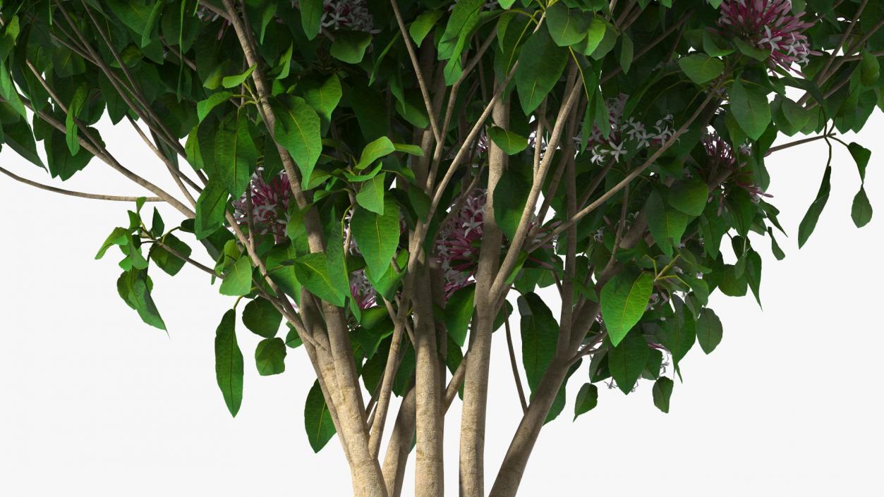 Bushes Collection 8 3D model