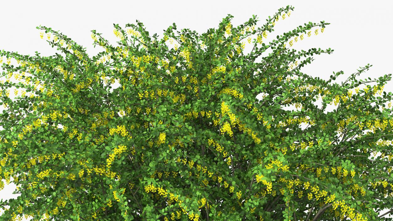 Bushes Collection 8 3D model