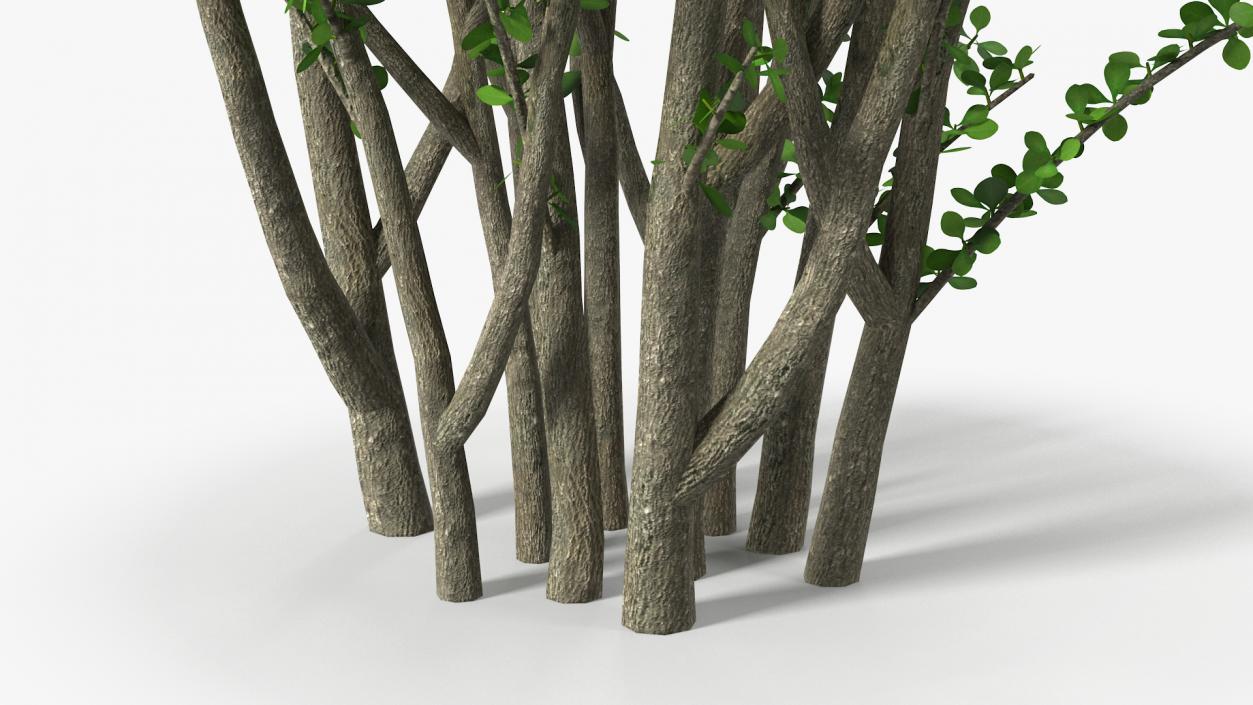 Bushes Collection 8 3D model