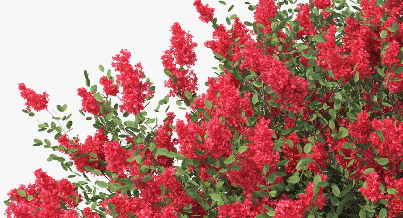 Bushes Collection 8 3D model