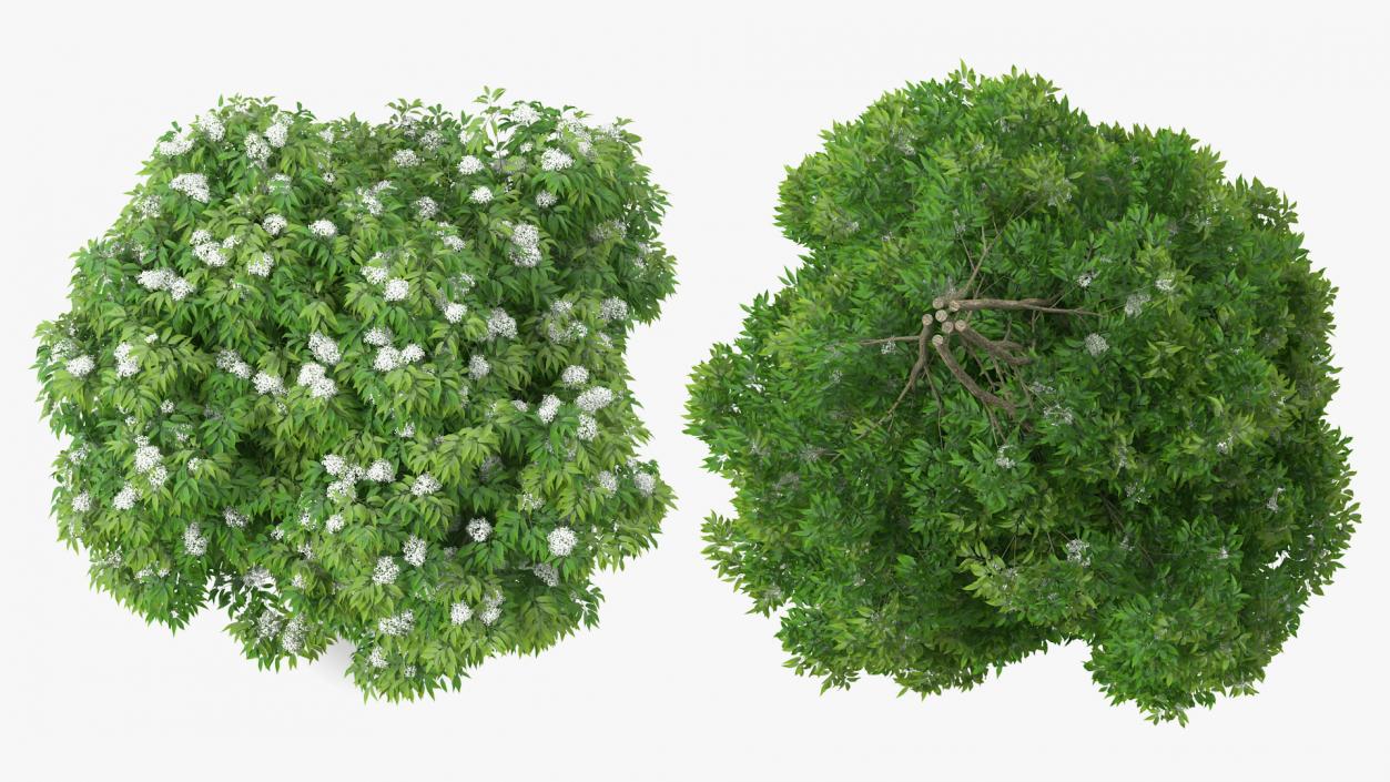 Bushes Collection 8 3D model