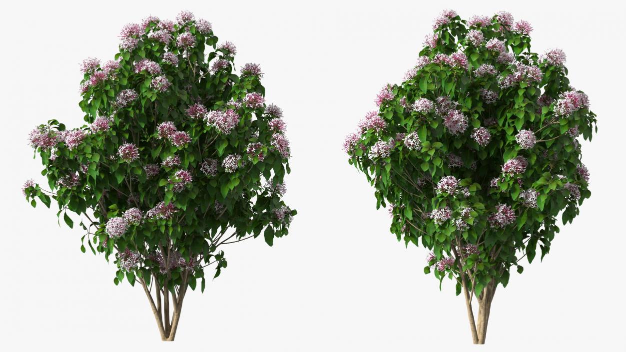 Bushes Collection 8 3D model