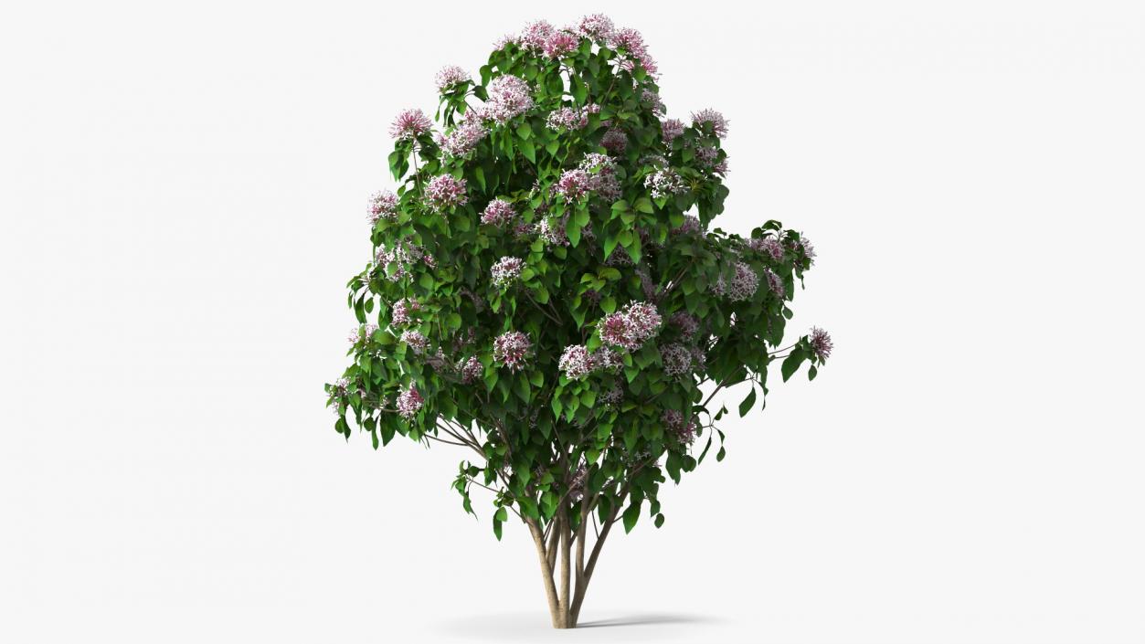 Bushes Collection 8 3D model