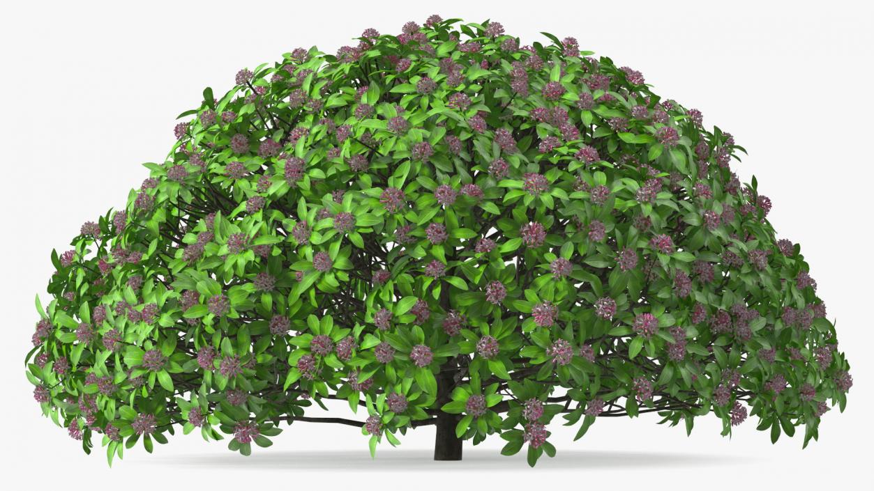 Bushes Collection 8 3D model