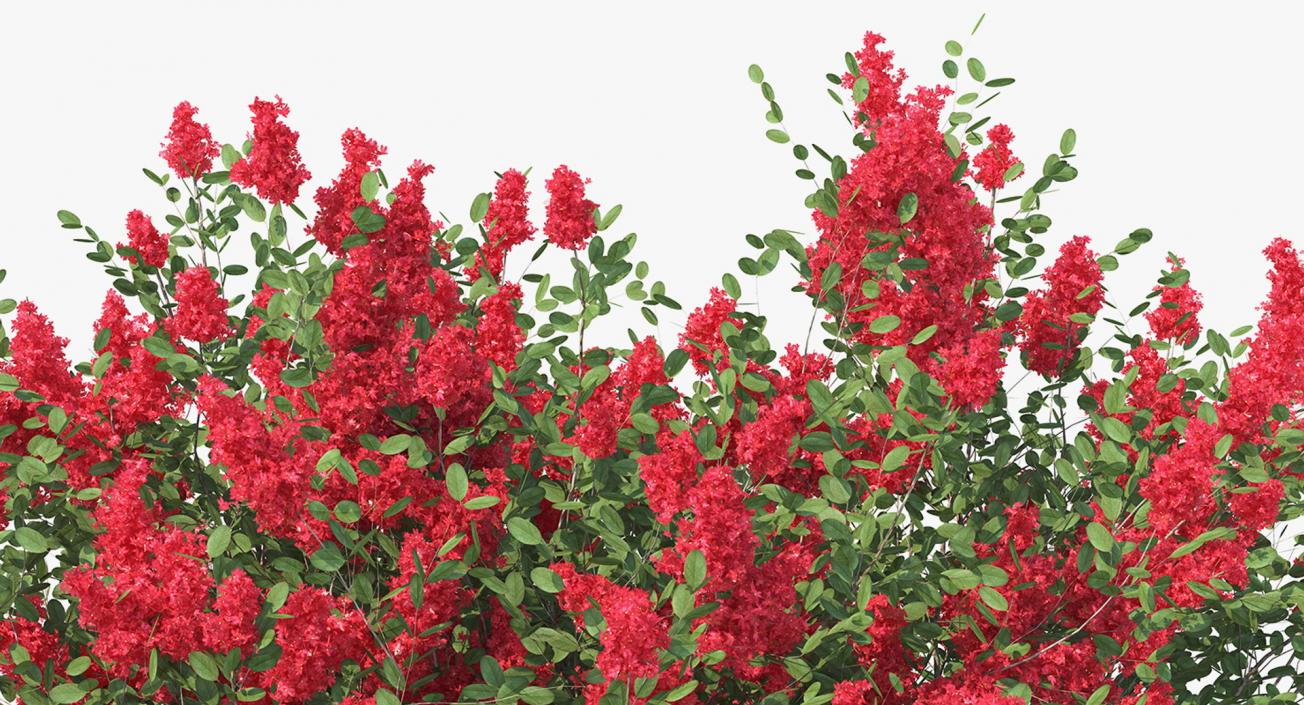 Bushes Collection 8 3D model