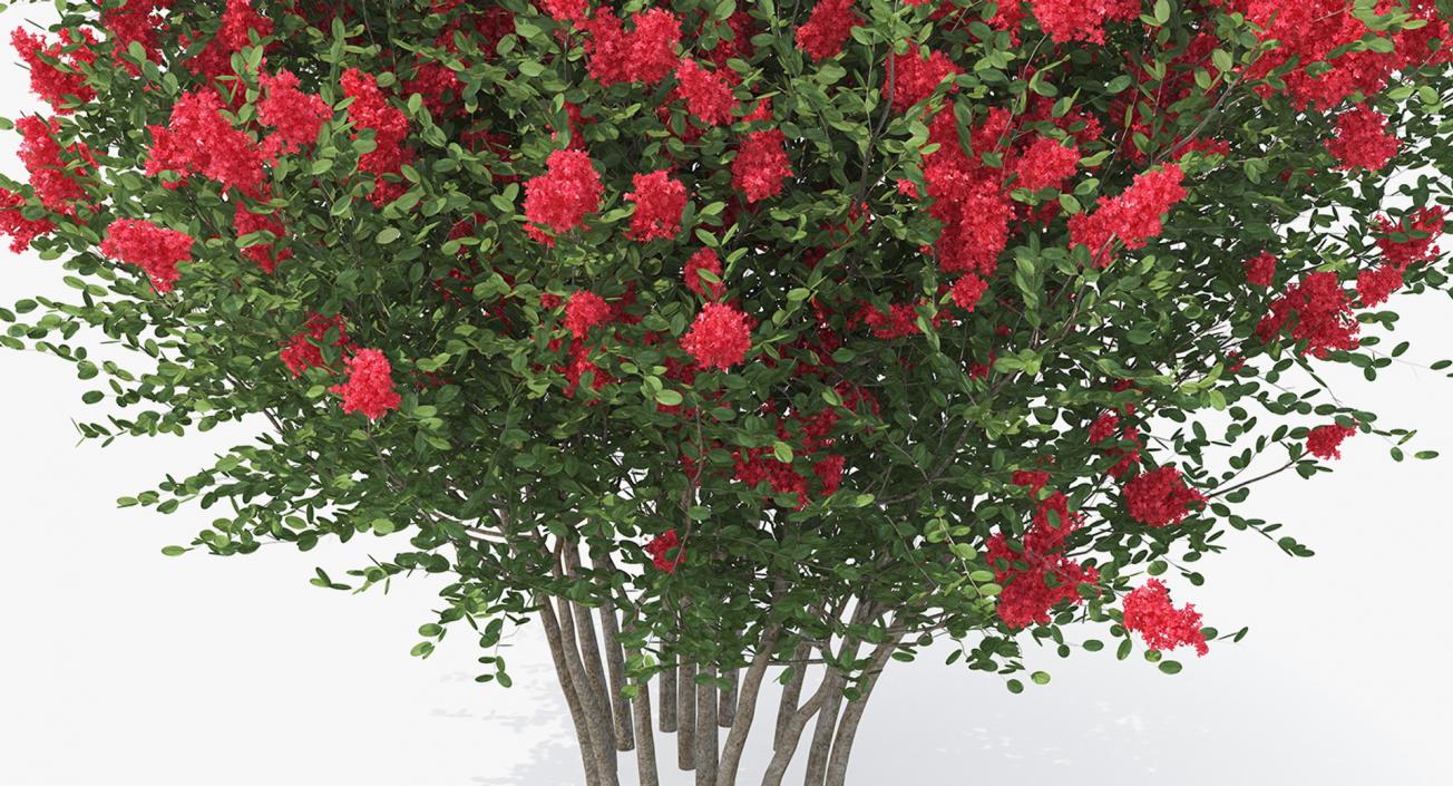 Bushes Collection 8 3D model