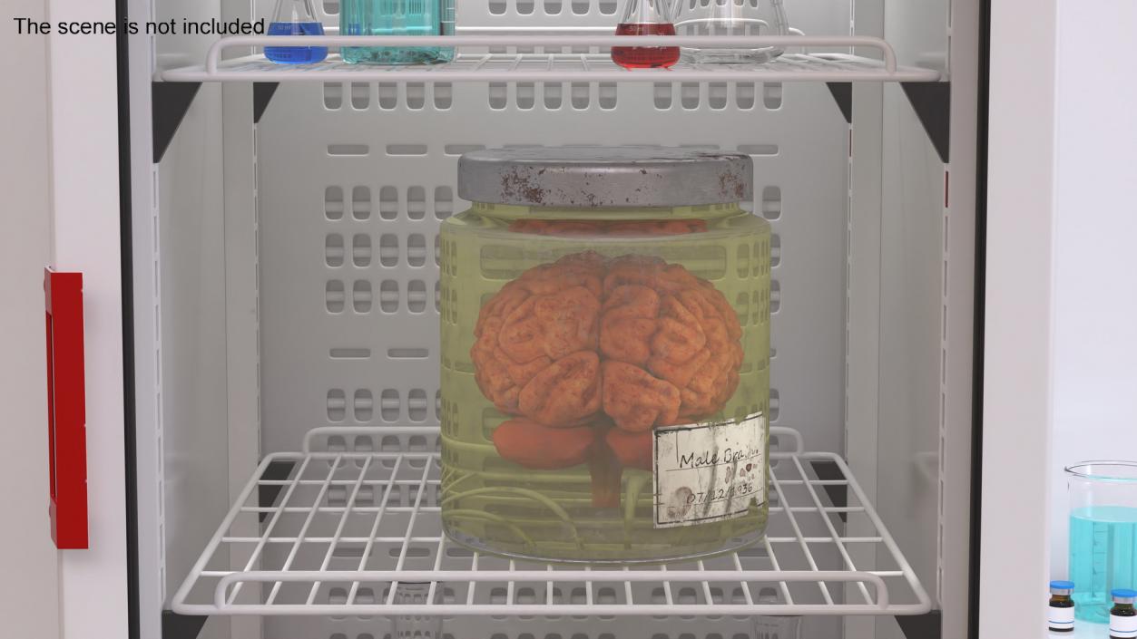 3D model Human Brain in Old Glass Jar 2