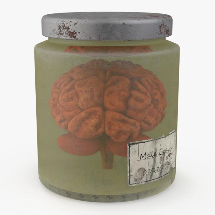 3D model Human Brain in Old Glass Jar 2