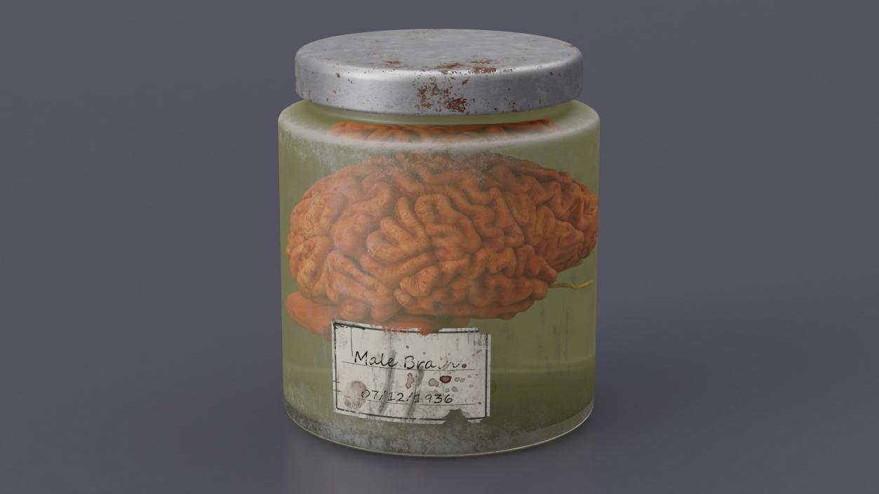 3D model Human Brain in Old Glass Jar 2