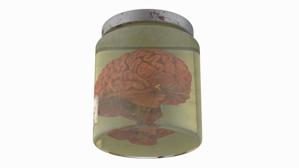 3D model Human Brain in Old Glass Jar 2