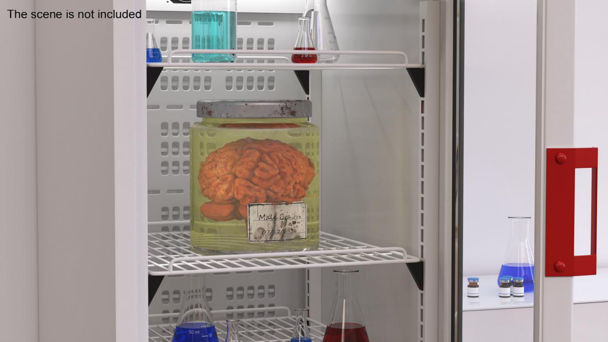 3D model Human Brain in Old Glass Jar 2