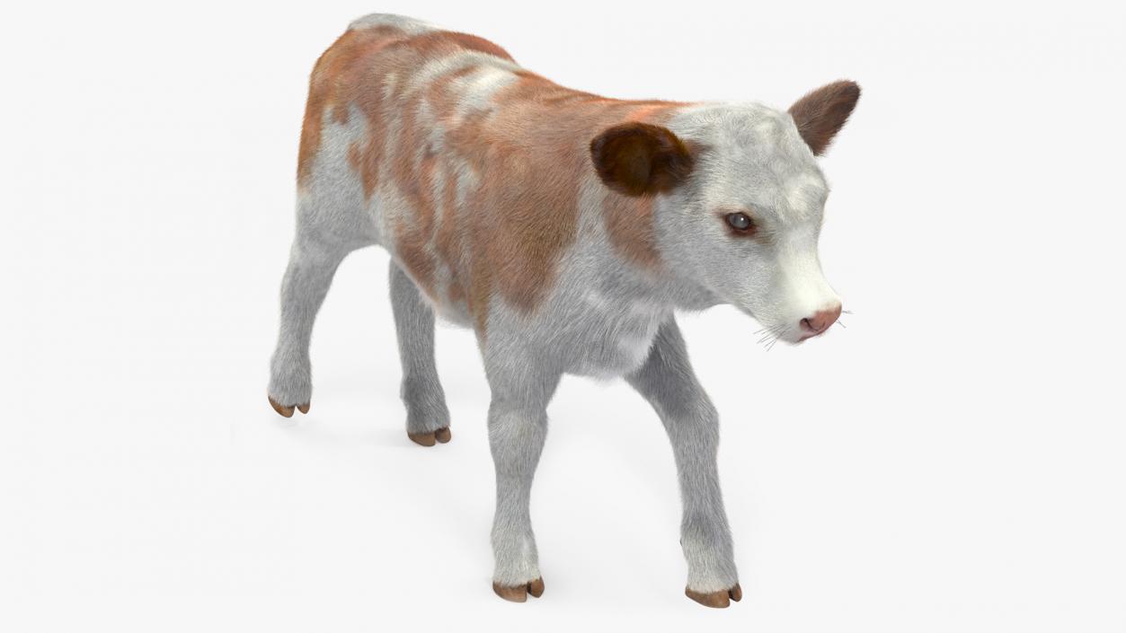 3D model Cow Calf in Walking Pose Fur 2