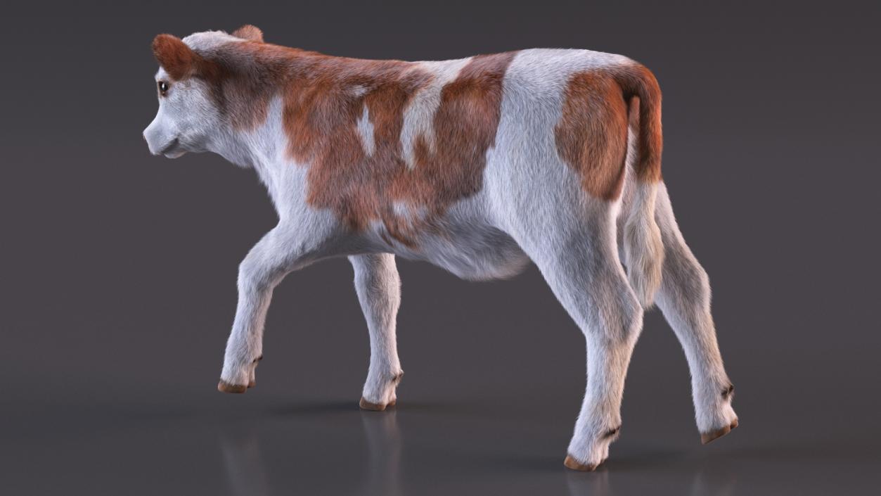 3D model Cow Calf in Walking Pose Fur 2