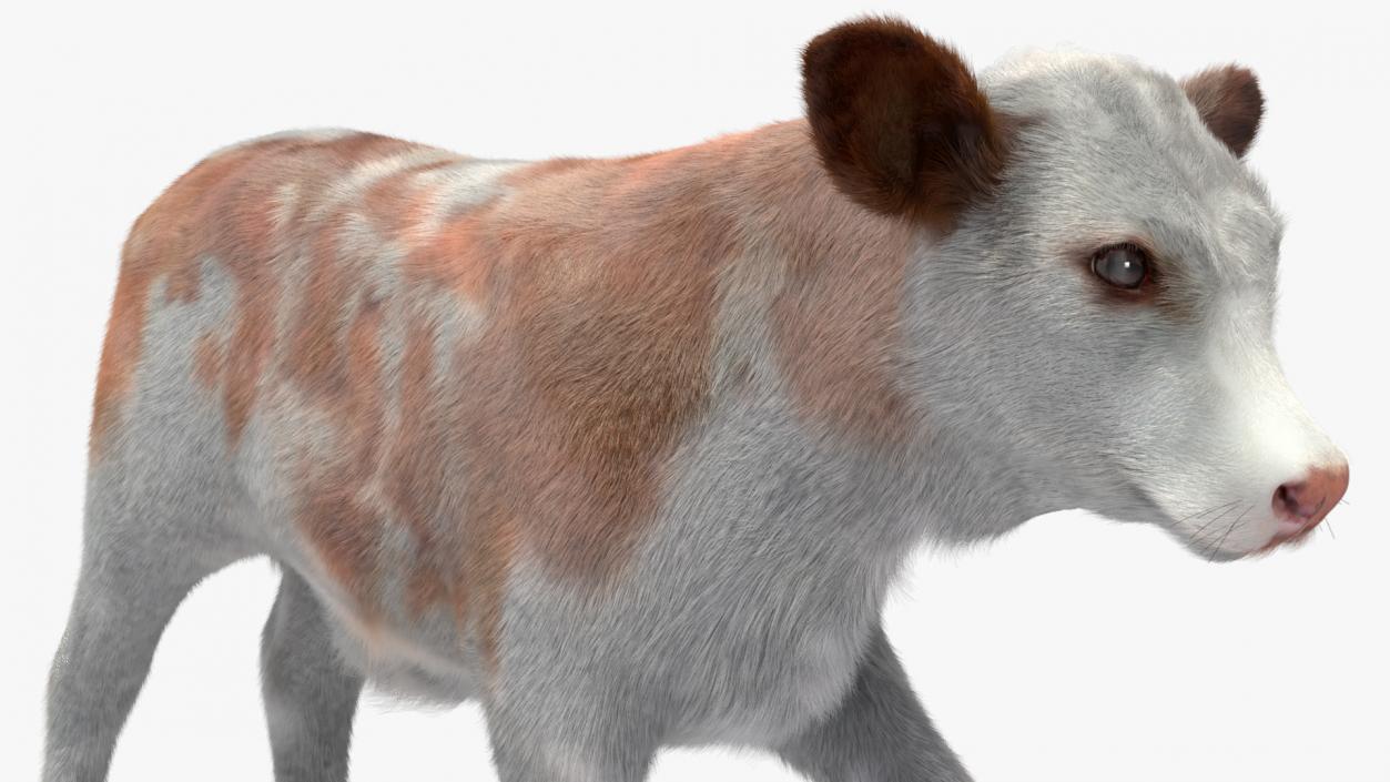 3D model Cow Calf in Walking Pose Fur 2