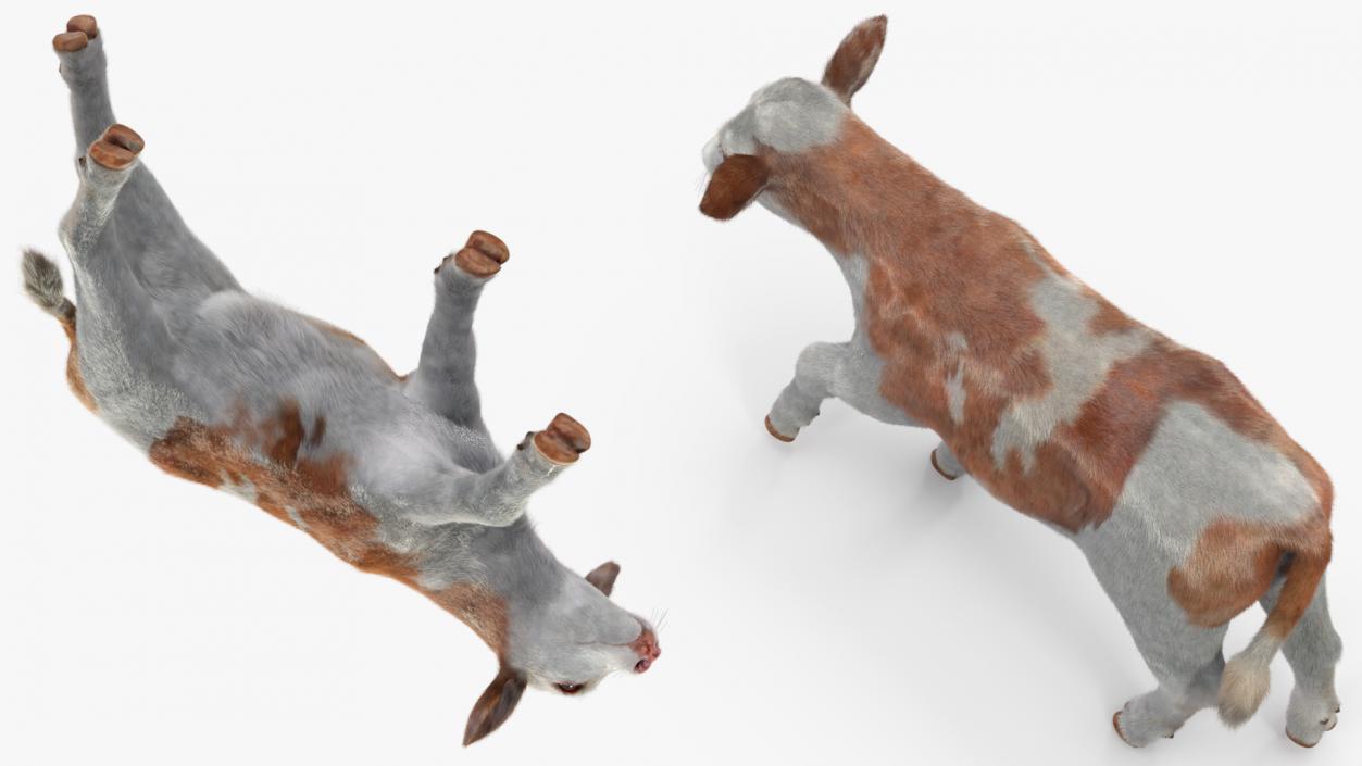 3D model Cow Calf in Walking Pose Fur 2