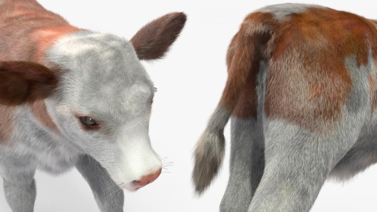 3D model Cow Calf in Walking Pose Fur 2