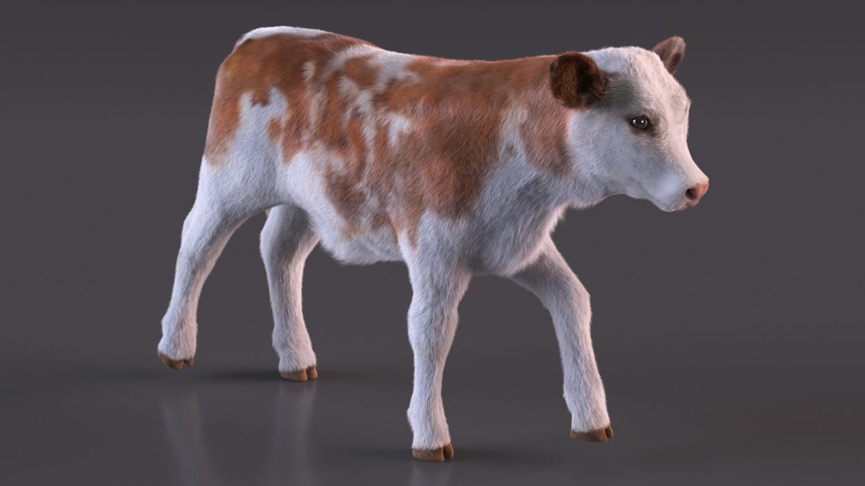 3D model Cow Calf in Walking Pose Fur 2