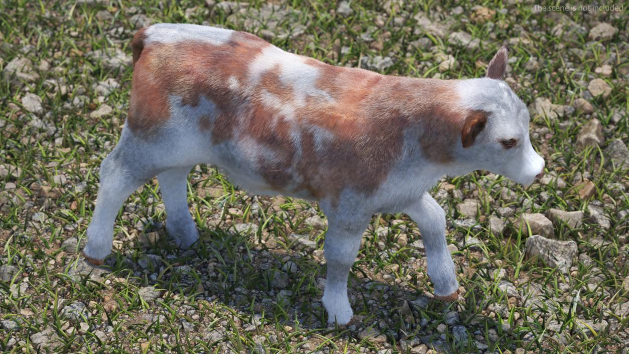 3D model Cow Calf in Walking Pose Fur 2