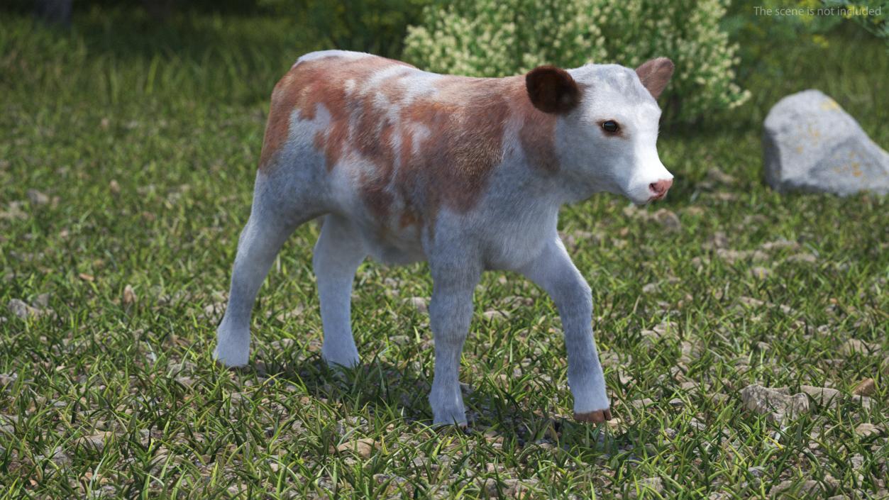 3D model Cow Calf in Walking Pose Fur 2