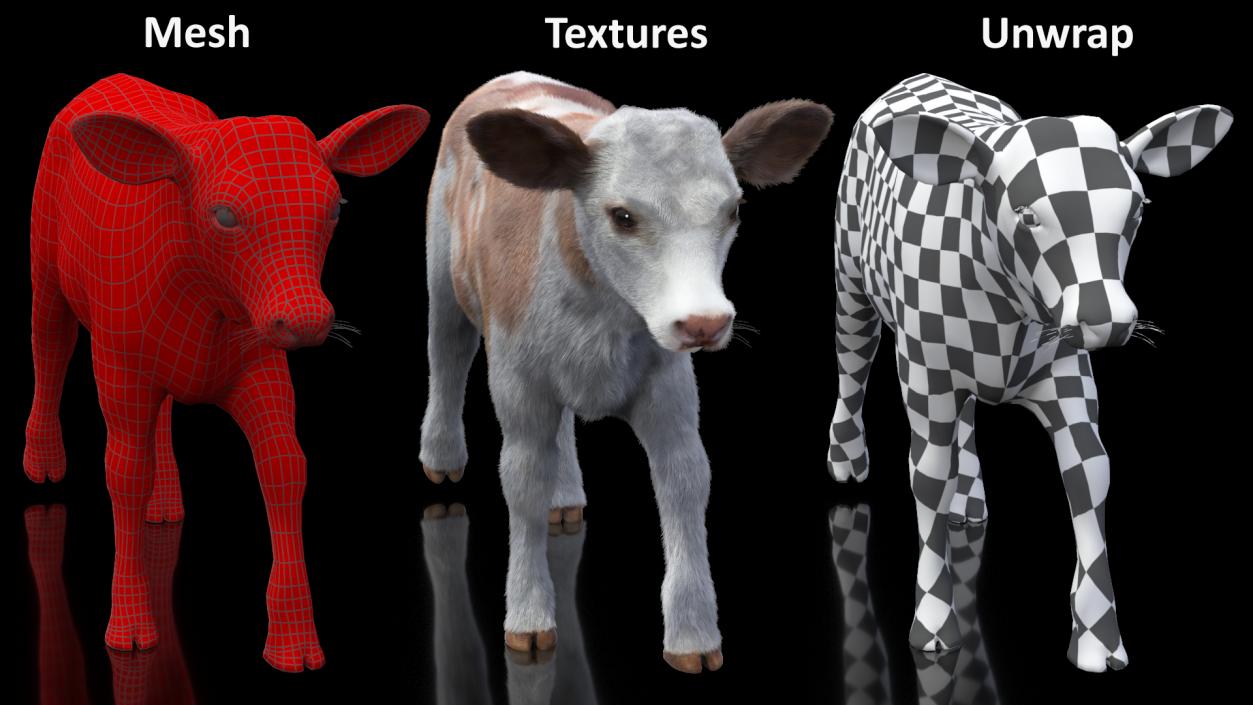 3D model Cow Calf in Walking Pose Fur 2