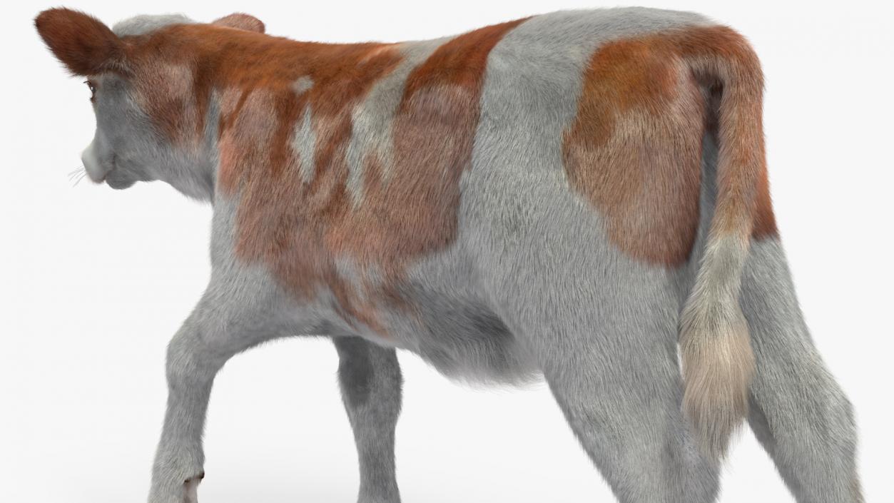 3D model Cow Calf in Walking Pose Fur 2