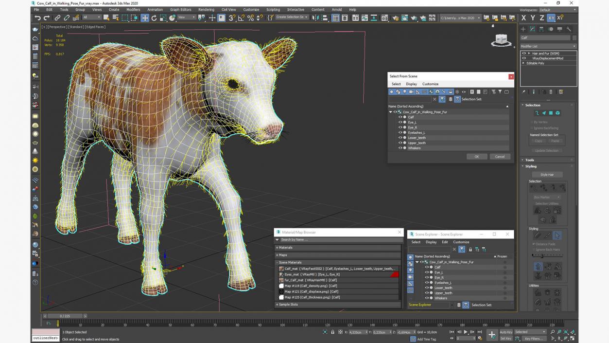 3D model Cow Calf in Walking Pose Fur 2