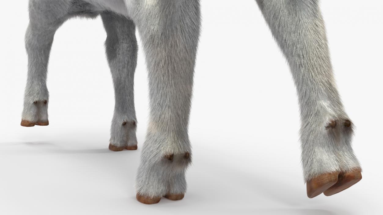 3D model Cow Calf in Walking Pose Fur 2