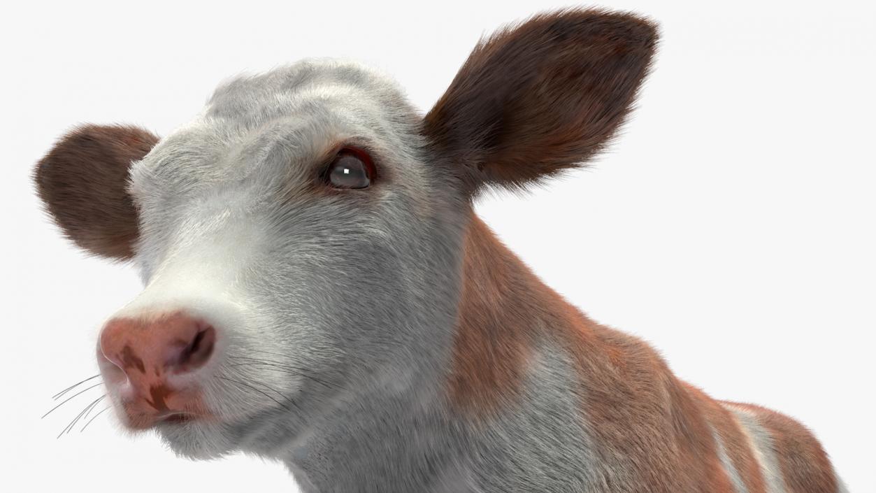 3D model Cow Calf in Walking Pose Fur 2